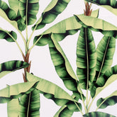 Musa Wallpaper in Green