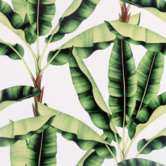 Musa Wallpaper in Green
